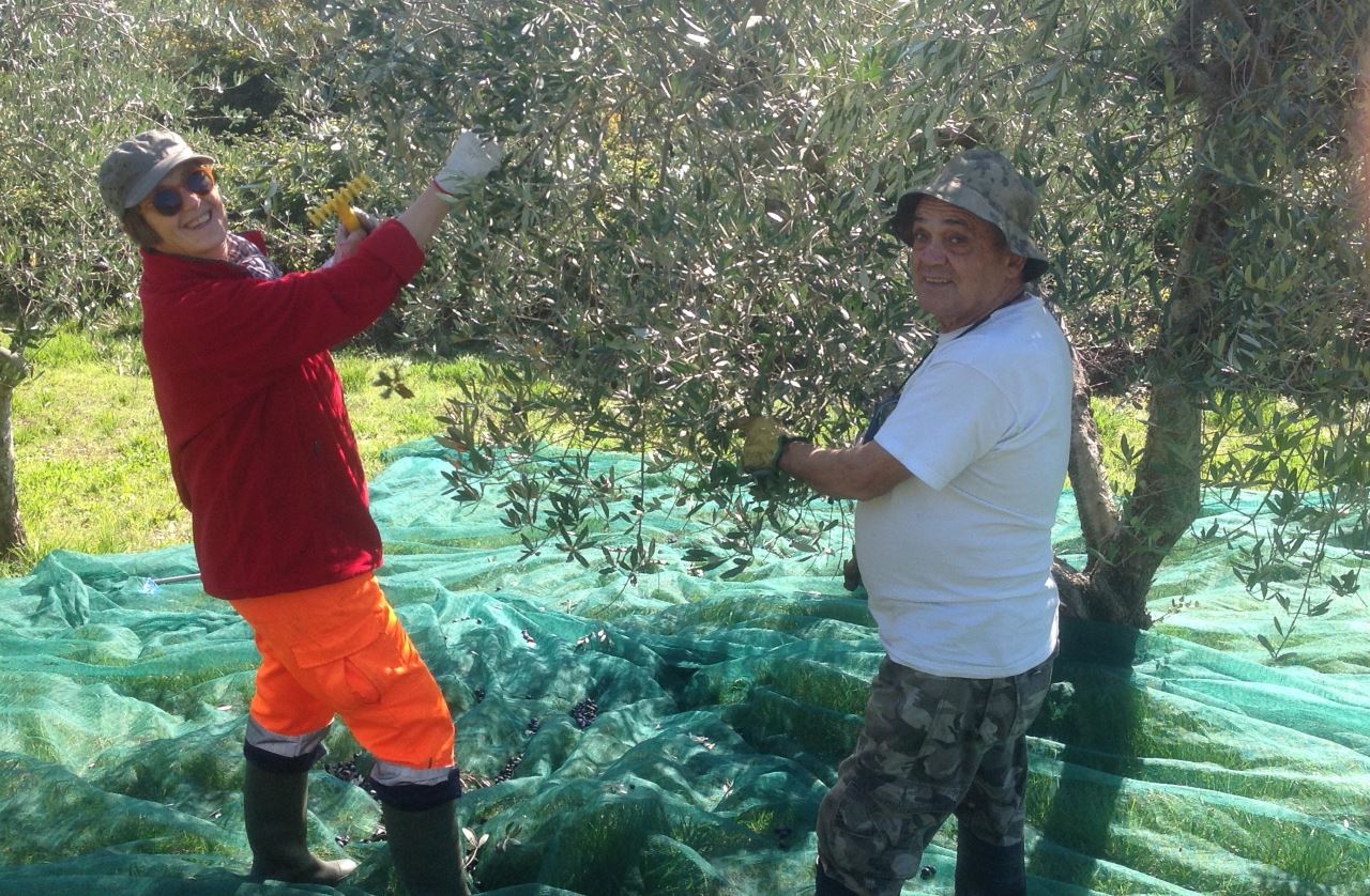 Olive Harvest Podere Consalvo